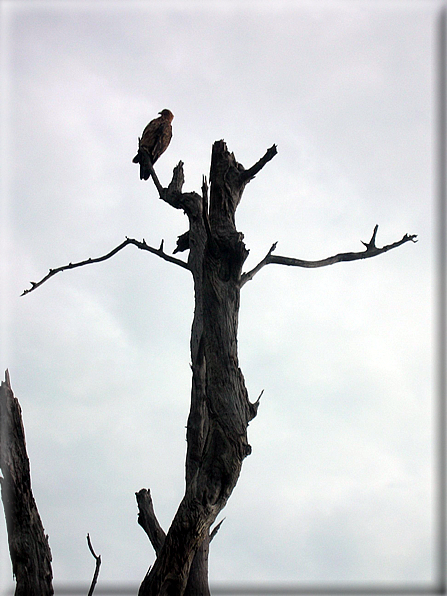 foto Parco nazionale del Chobe